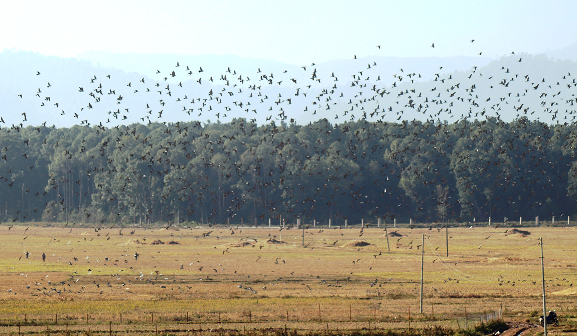 आजका तस्बिर- मंसिर १८